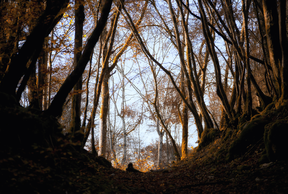 Un pas sage vers soi passage psychothérapie en bourgogne dijon beaune nuits-saint-georges Gestalt Armelle Hudelot psychopraticienne et photographe olfactothérapie reiki numérologie accompagnement spirituel thérapie brève 