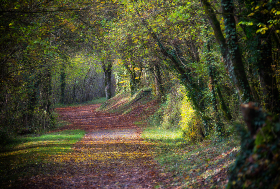 Un pas sage vers soi passage psychothérapie en bourgogne dijon beaune nuits-saint-georges Gestalt Armelle Hudelot psychopraticienne et photographe olfactothérapie reiki numérologie accompagnement spirituel thérapie brève 